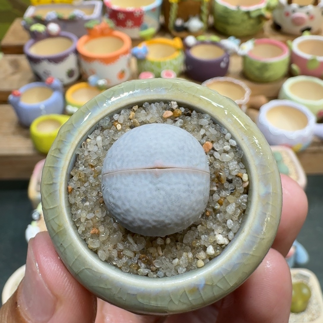 蘑菇1132高尔夫多肉植物