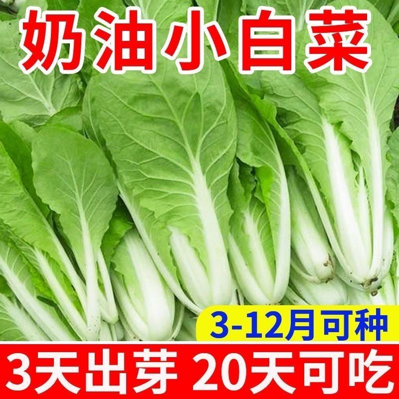 【全场满5包包邮】奶油小白菜耐热耐寒速生四季各种蔬菜苗秧