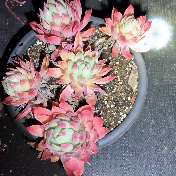 多肉植物，红女巫桃心