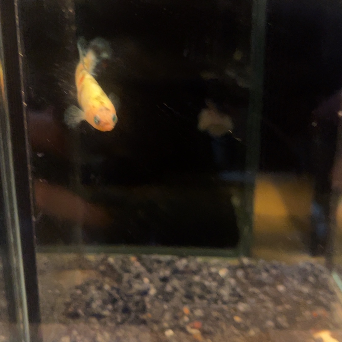 斗鱼浪浪水族竞拍30号