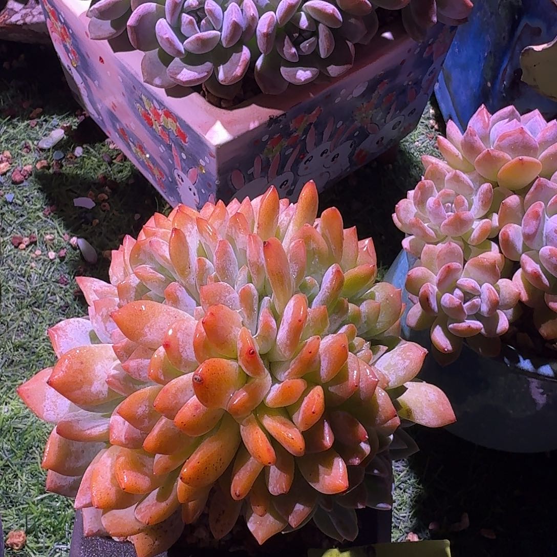 ****微橙梦露缀化一颗脱土