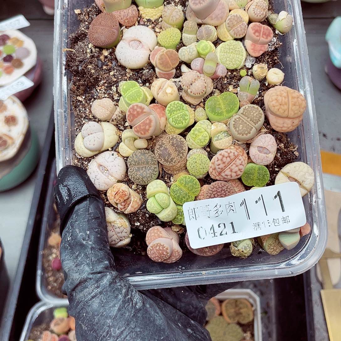 朗哥多肉18包邮0421-111