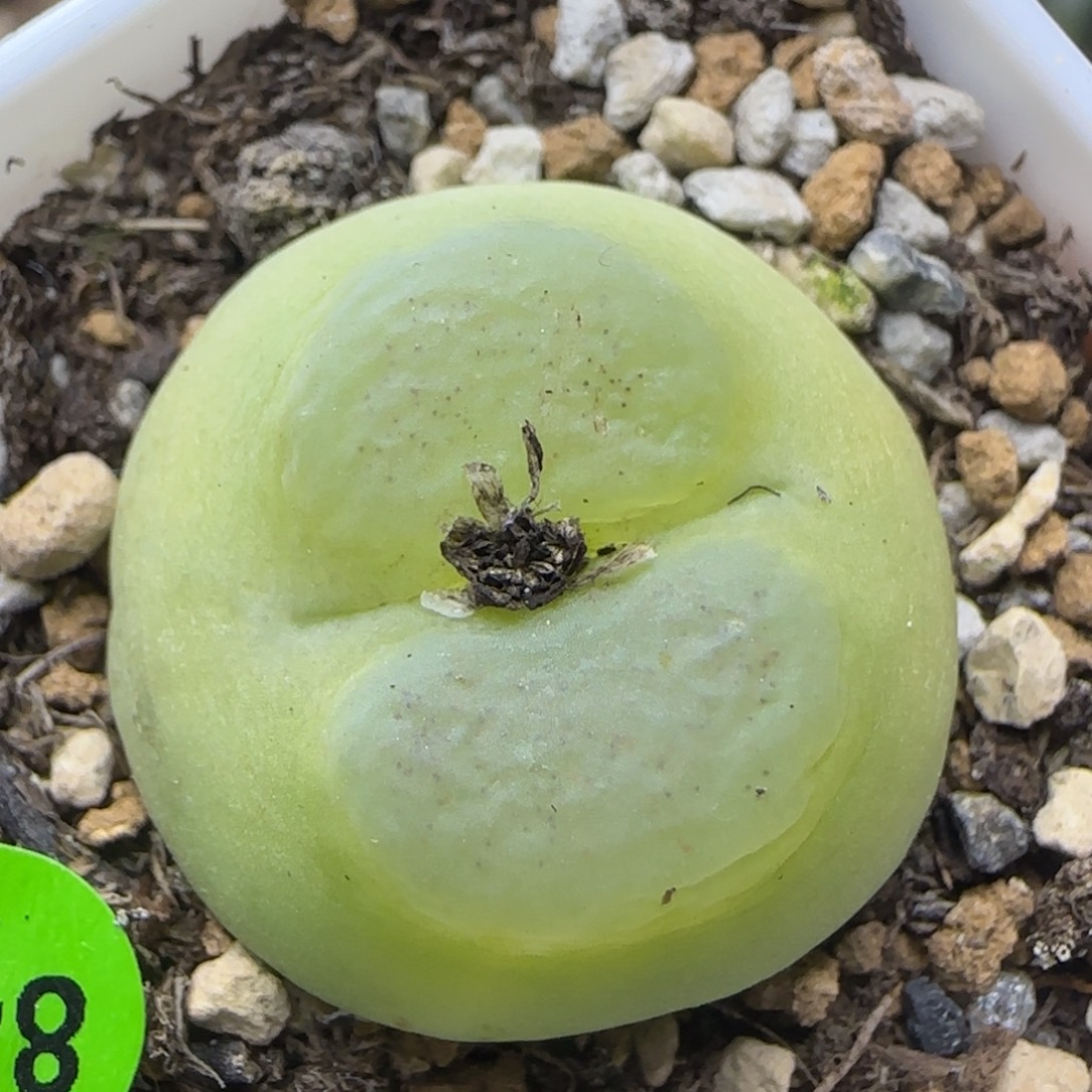 拉登2.6多肉植物847