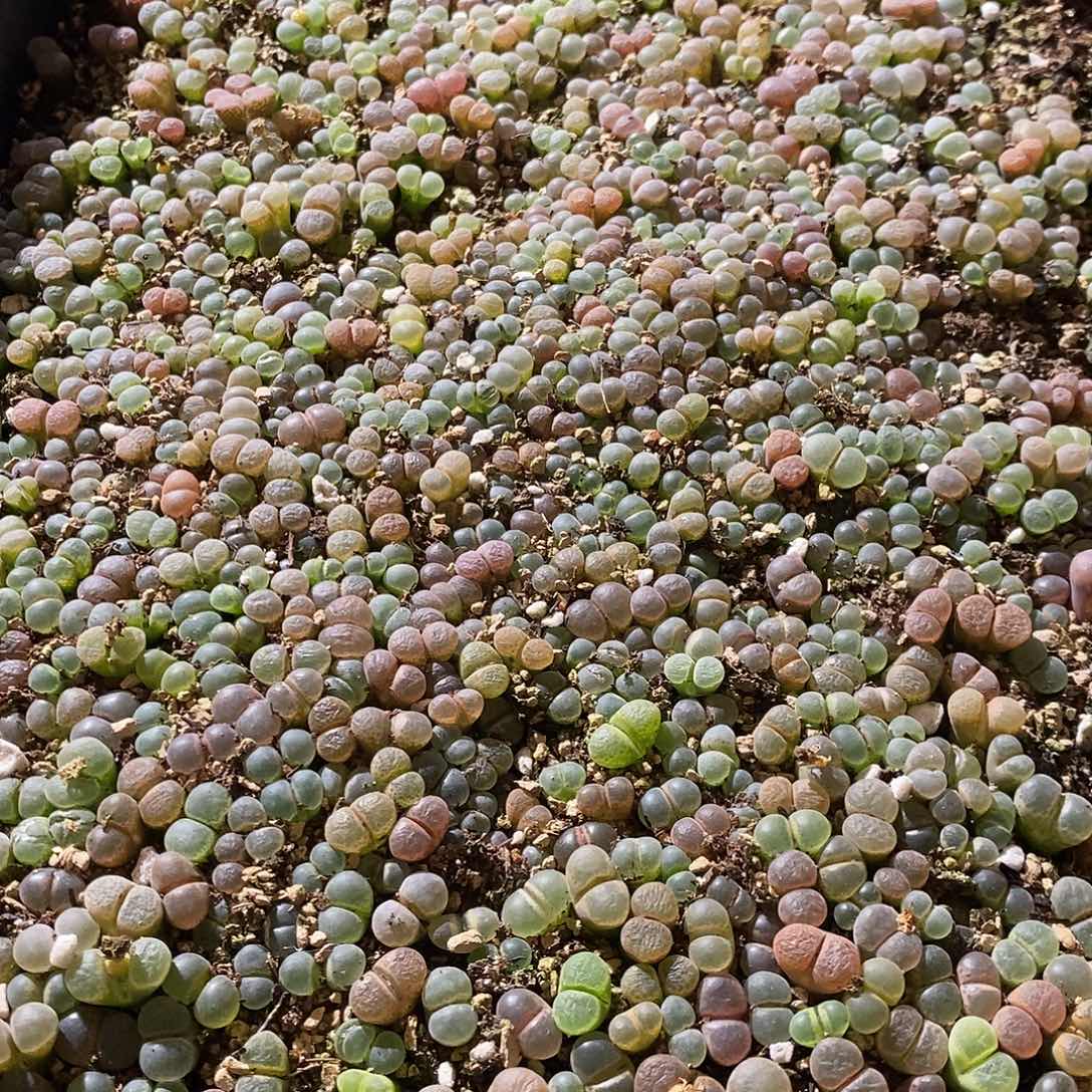 12328。  两筐编号混风铃。   