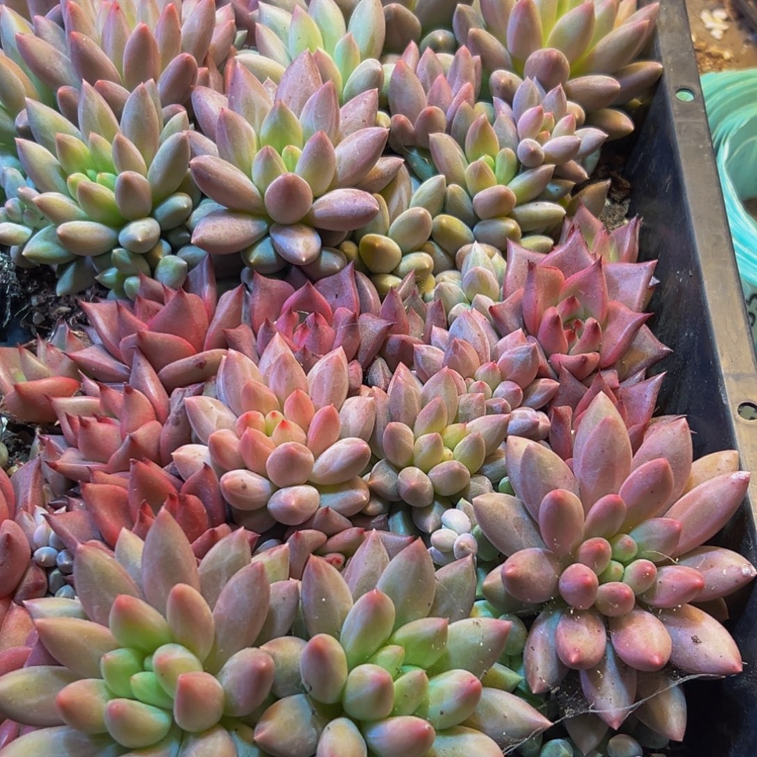 072多肉葡萄的味道是