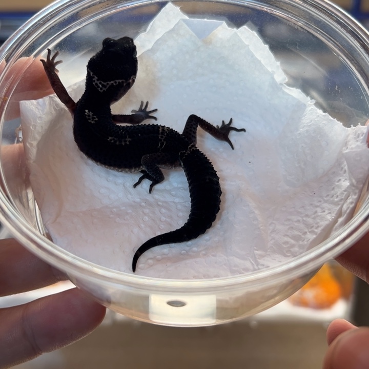 豹纹守宫A级黑夜、公母温、2025.09.20、10.2克、零下五不包风险