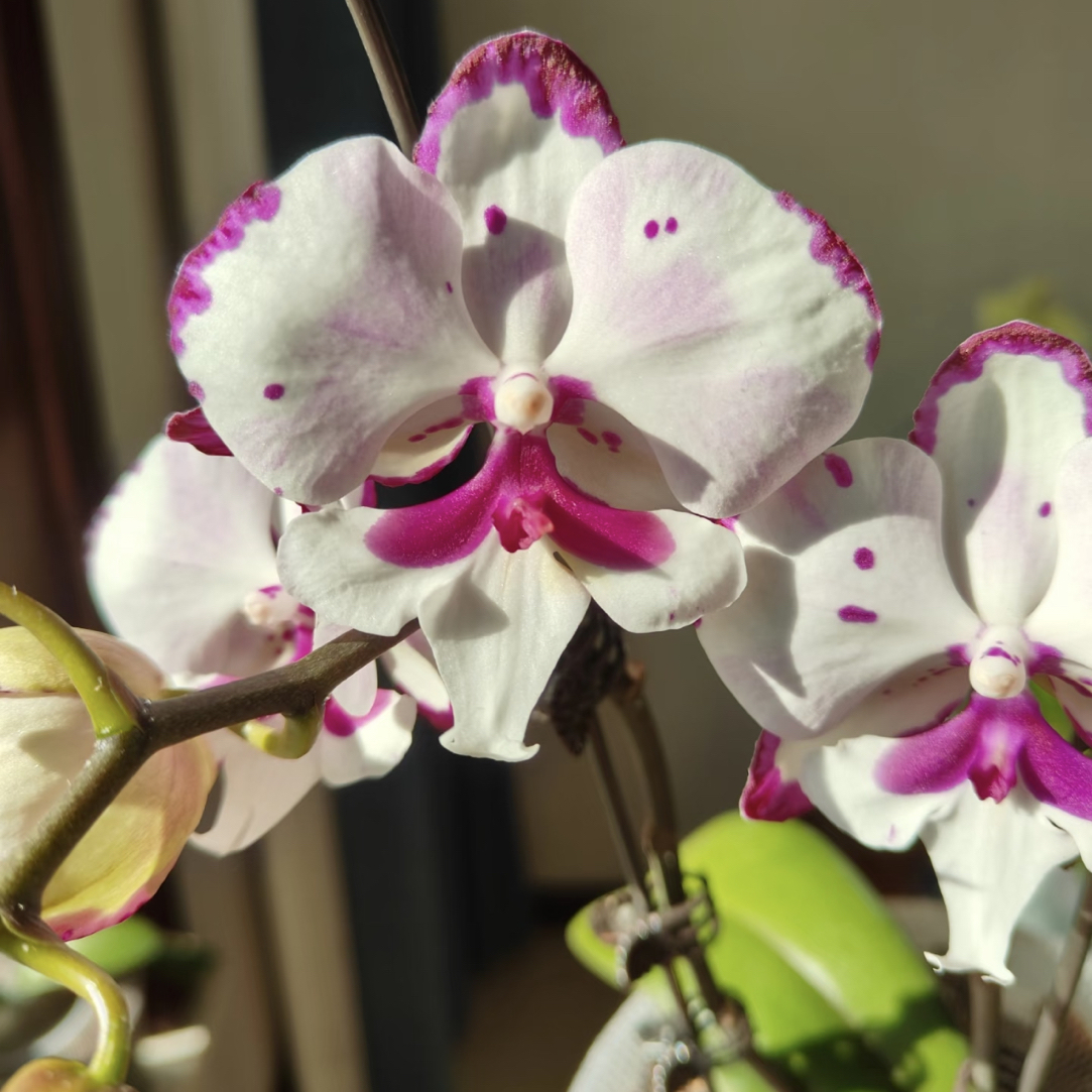 大麦町·麦克叔叔｜3.0寸蝴蝶兰花苗新品稀有品种