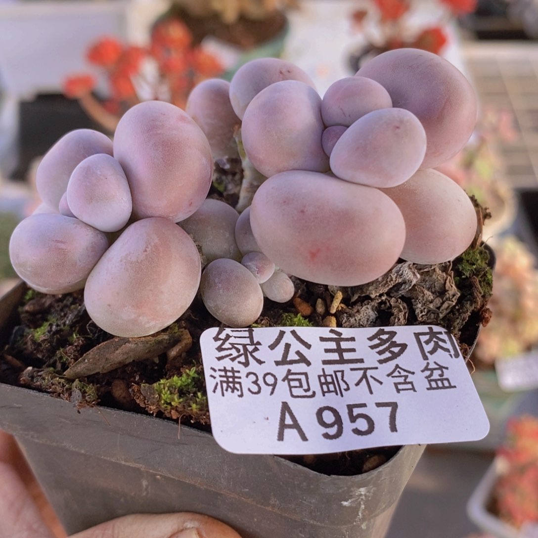 芭比奶洛6cm957多肉植物