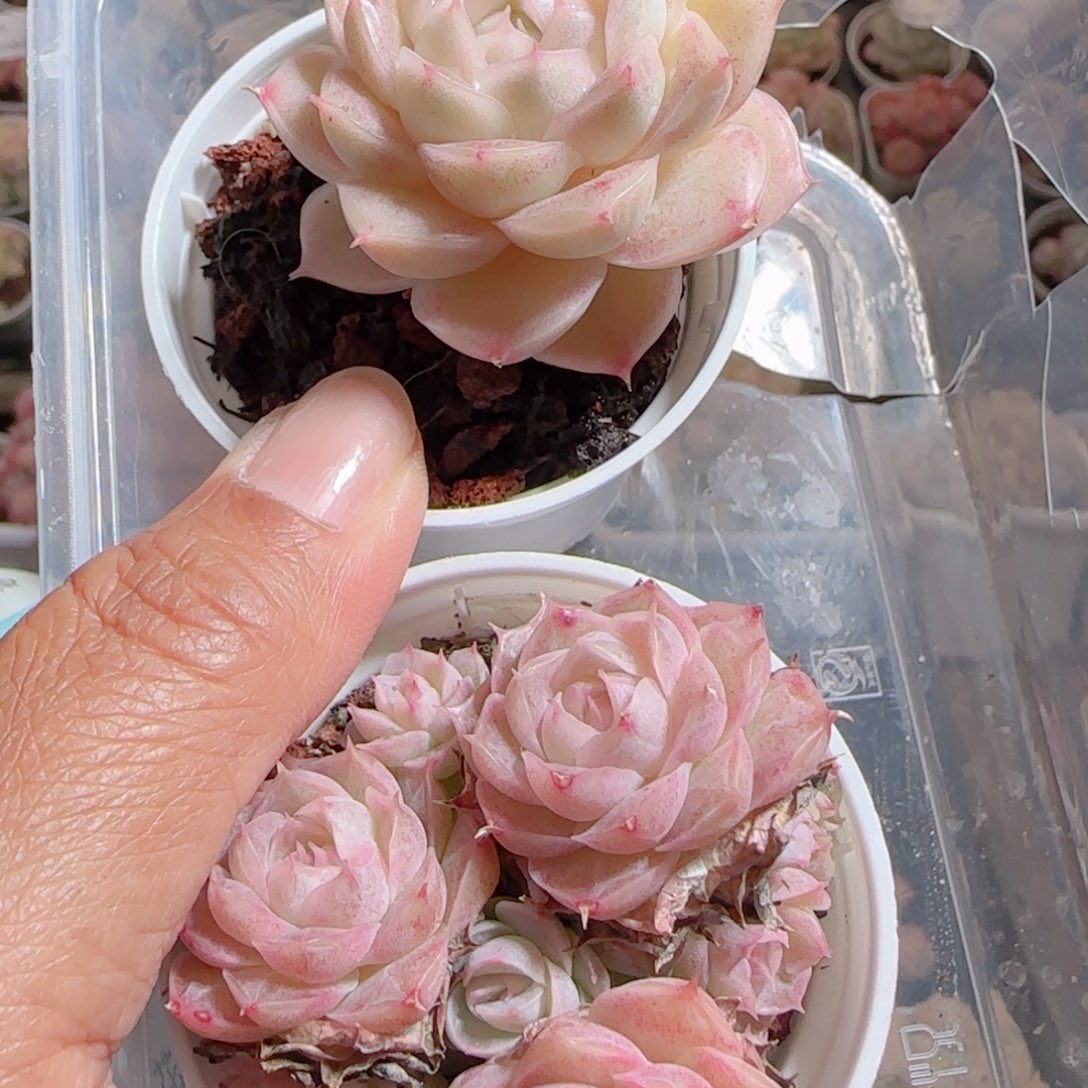 ****花语多肉0102-47两个散