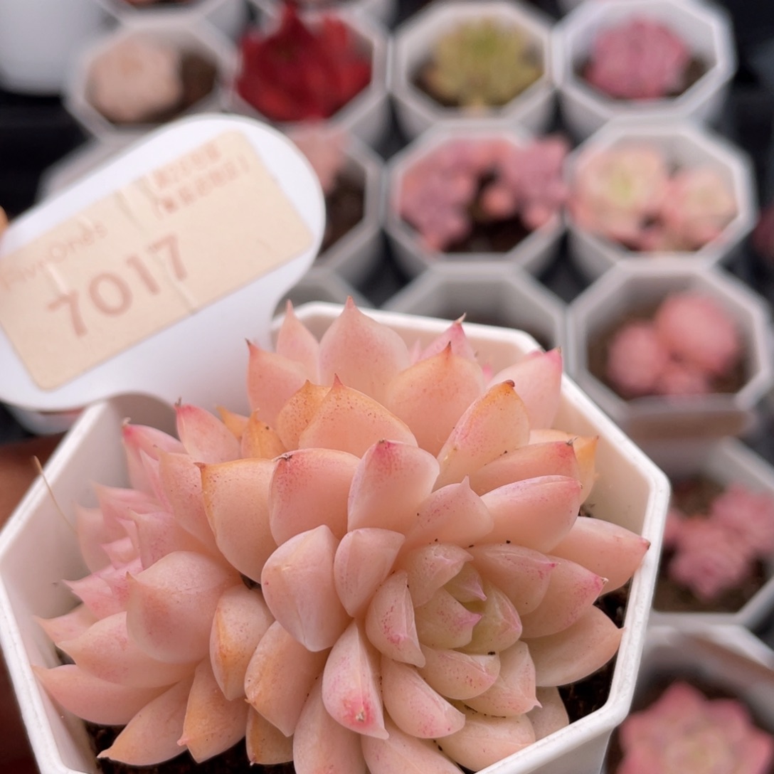 桃熏女王7017-6.5厘米