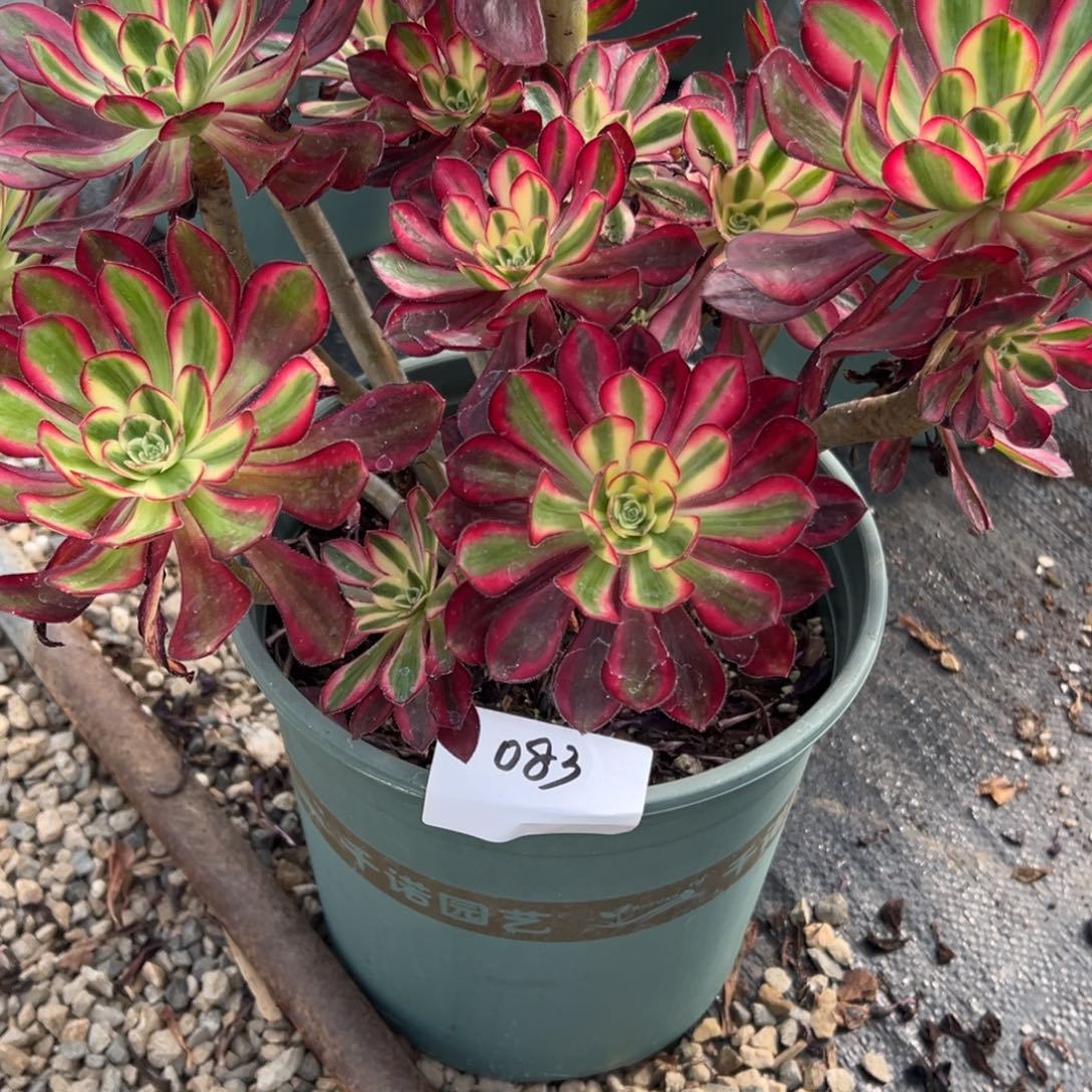 083多肉法师冰淇淋一个