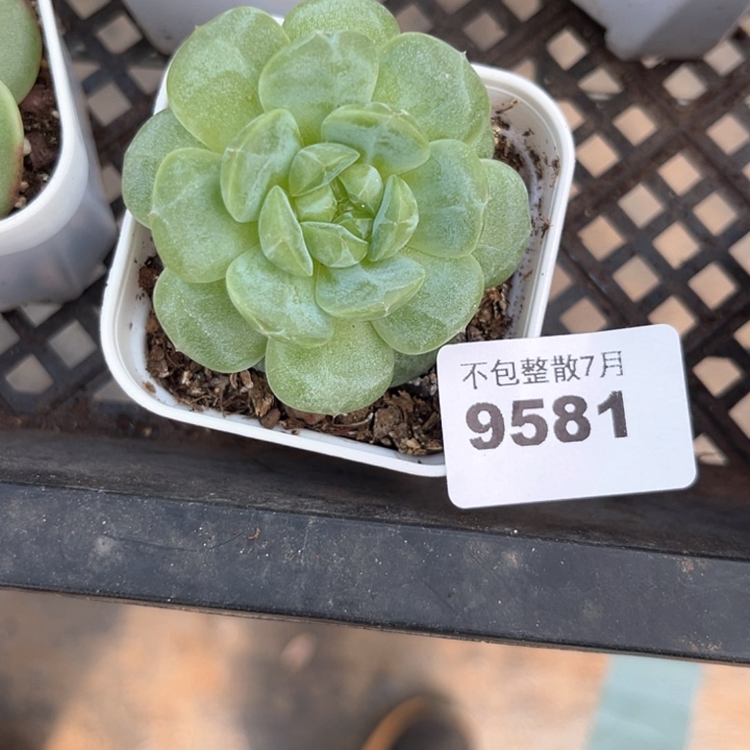 培***士阿雅园艺。     9581
