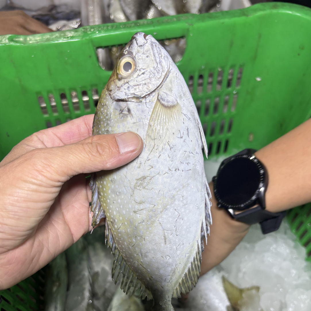 天然野生泥猛鱼，帮去肚，5斤装！一斤3至4条！
