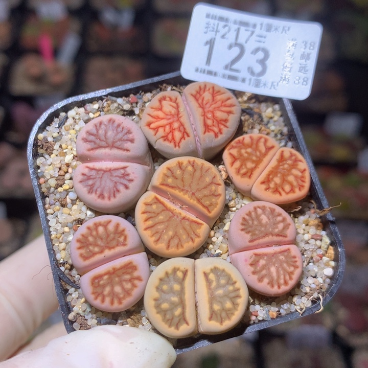 精品生石花217.123