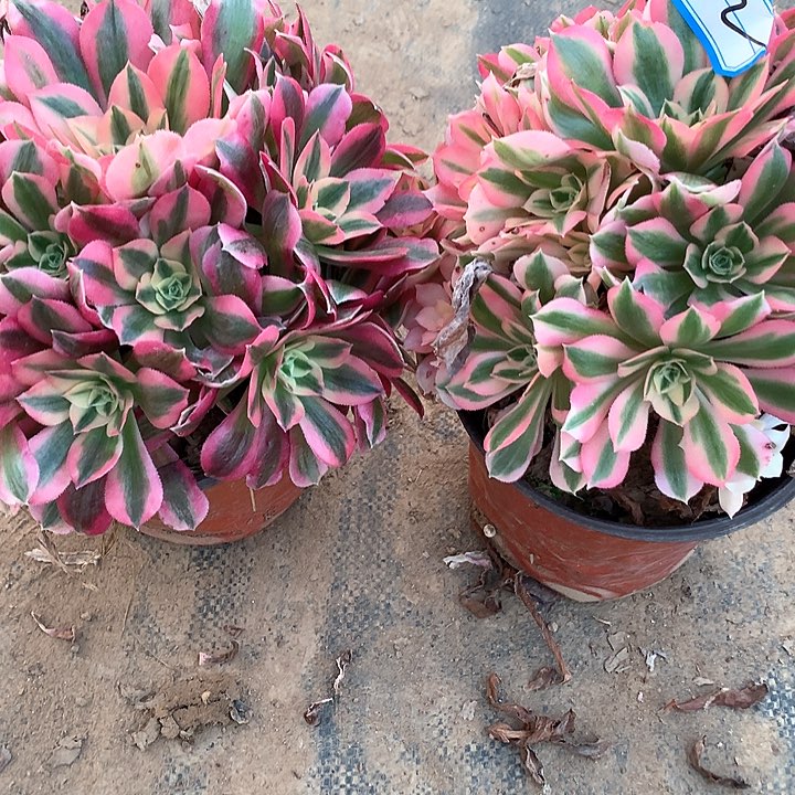 多肉植物女巫两颗112号