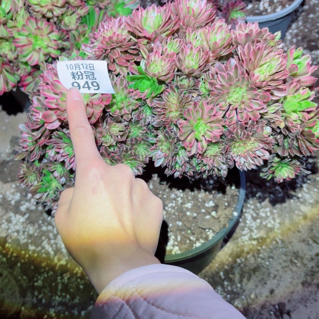 粉冠园艺粉黛朵朵缀一颗949