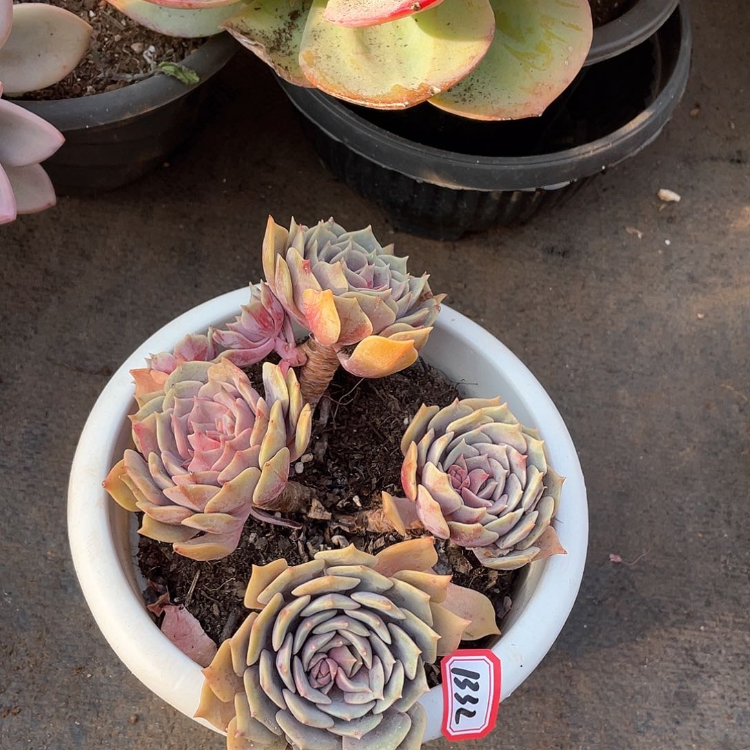 1332紫姬一物一拍多肉