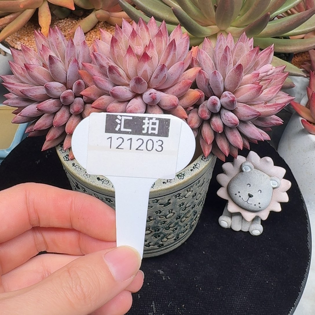 精品多肉植物121203