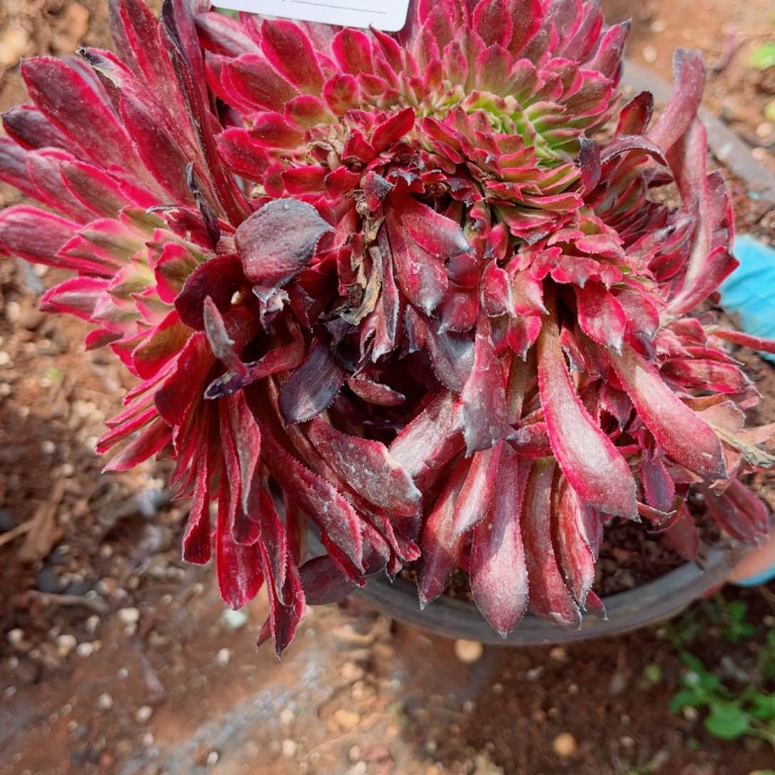 多肉植物437粉霞