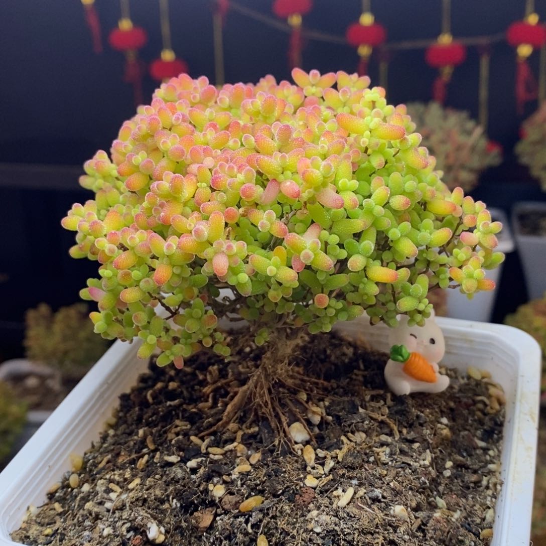 73号蜜橘糖球枝干（妖桩提根）