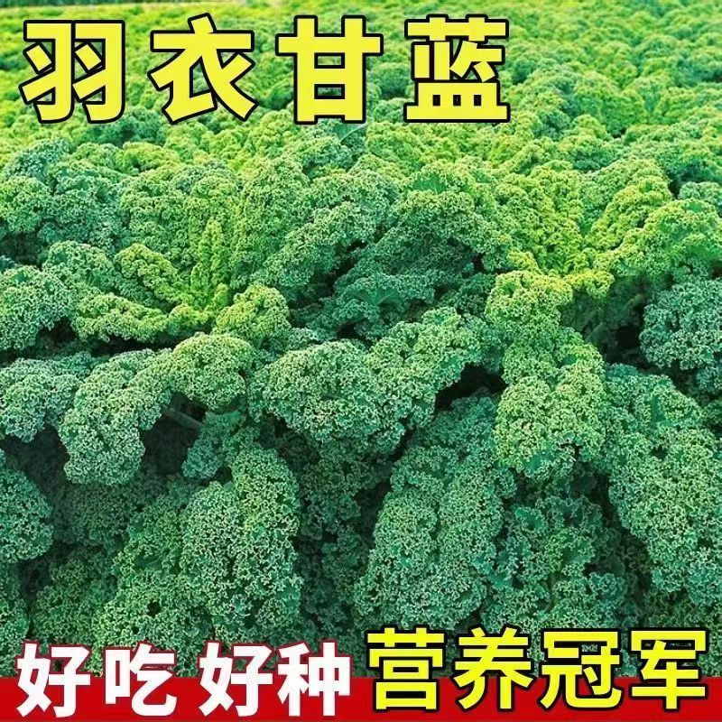 【全店6包包邮】进口羽衣甘蓝种子可食用甘蓝种籽易种耐寒四季阳台