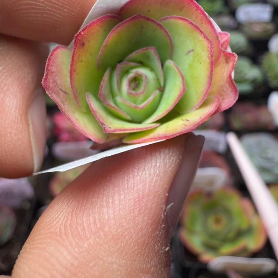 星***星楹楹-163冠幅 2cm