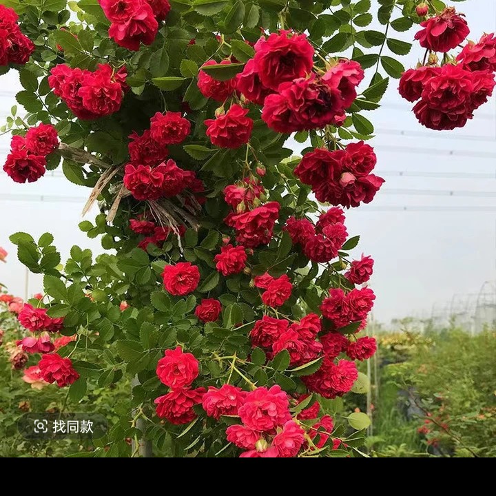 红木香多季节开花阳台庭院花卉蔷薇花正宗玫瑰月季花四季开花盆栽