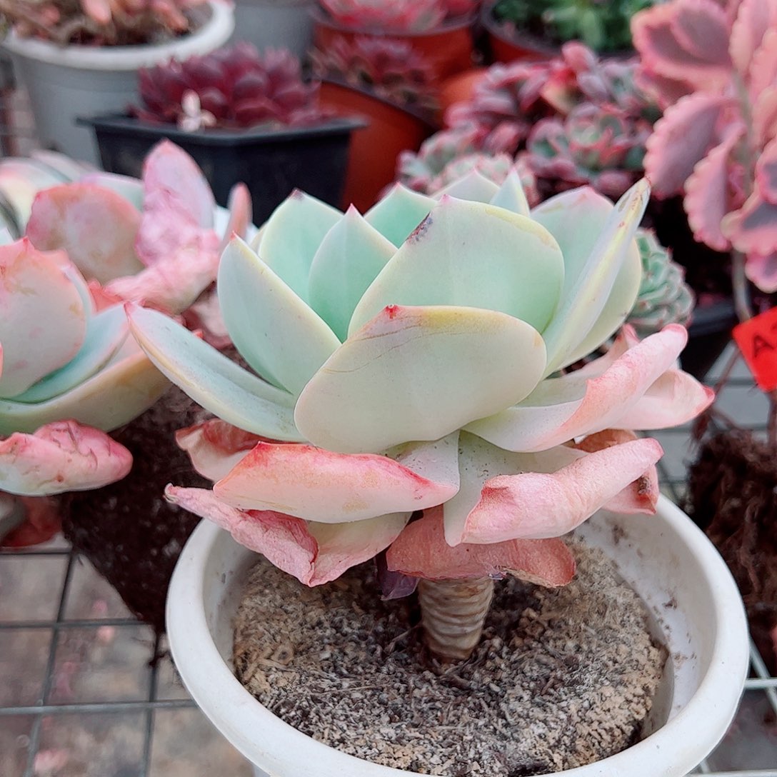 白凤大单头精品特价