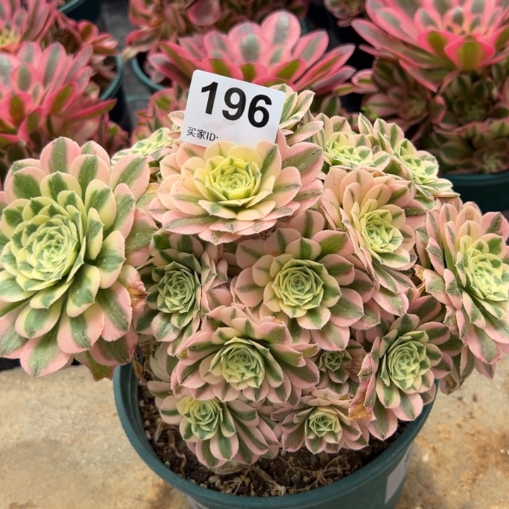 196迈巴赫朵朵22厘米左右