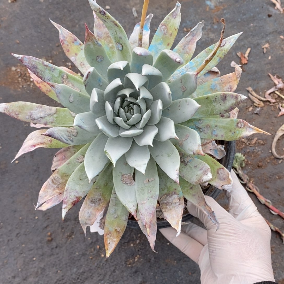 23号雪山粗腿子大花朵