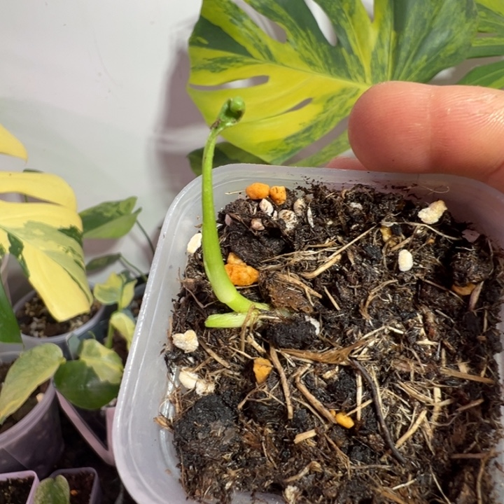 我***猫完全开放龟背竹种苗