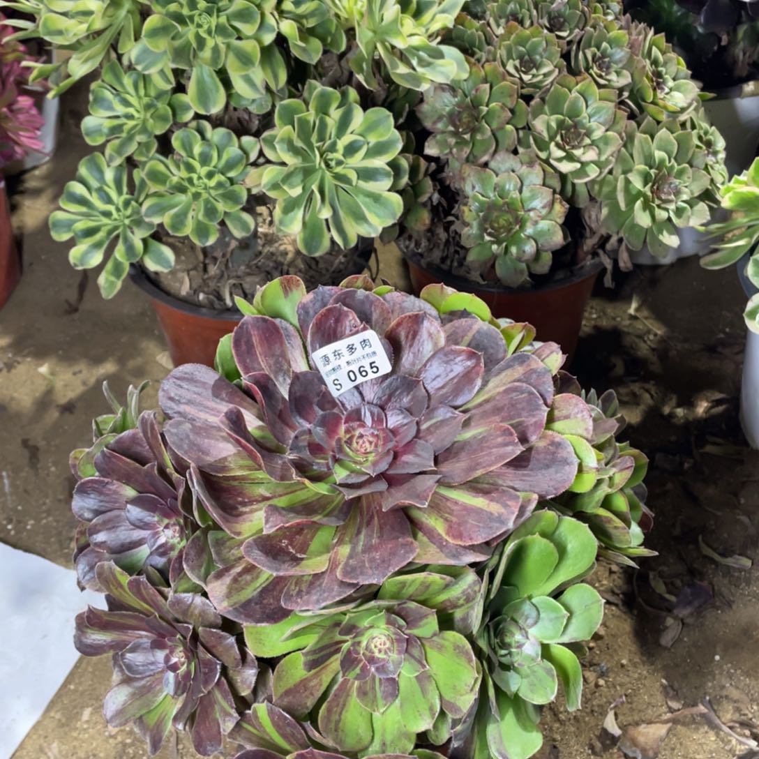 065花月夜多肉法师断枝不包