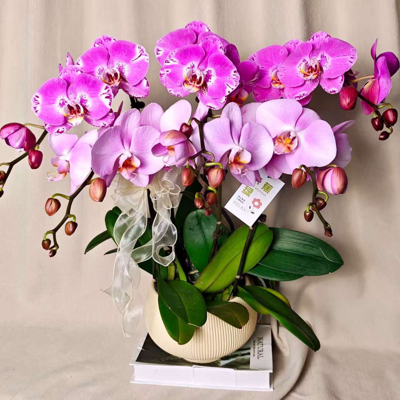 【紫气东来】蝴蝶兰稀有欧品艺术组盆 粉紫色系 乔迁新婚开业送礼