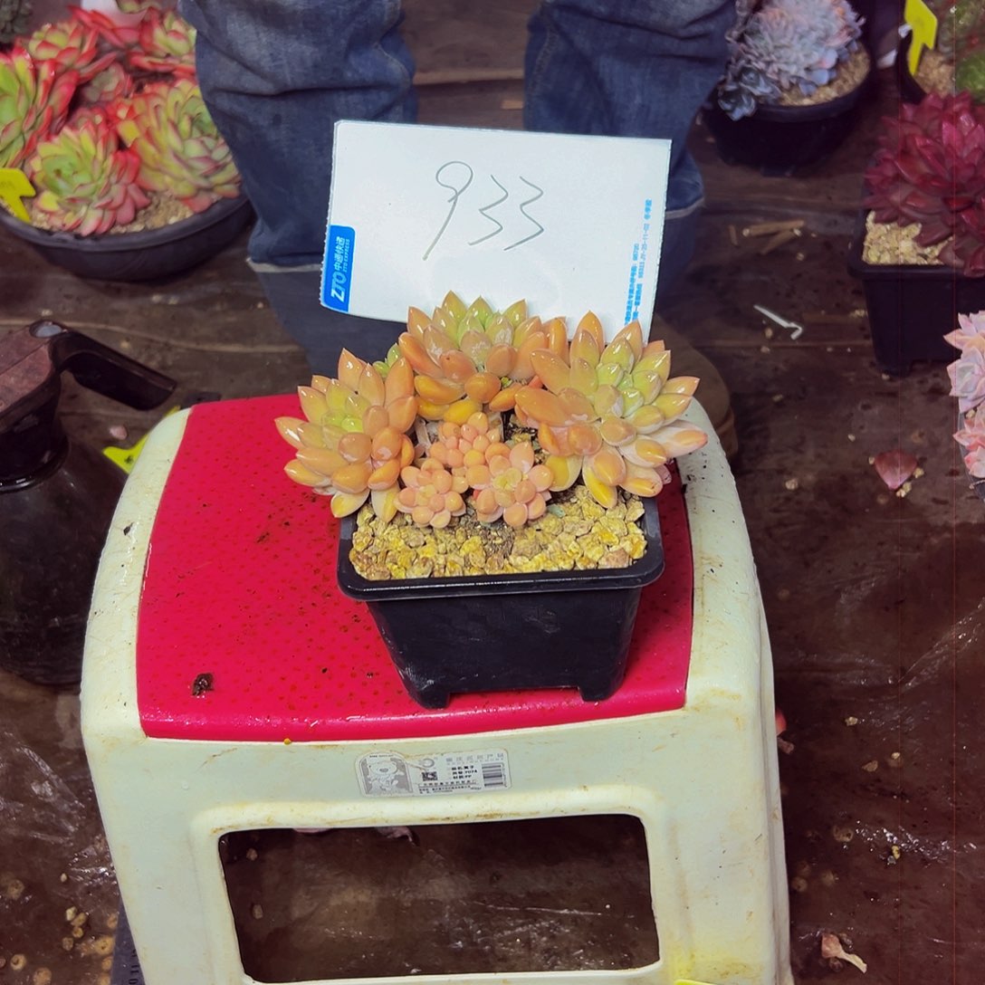 小***～933号一物一拍脱土包邮