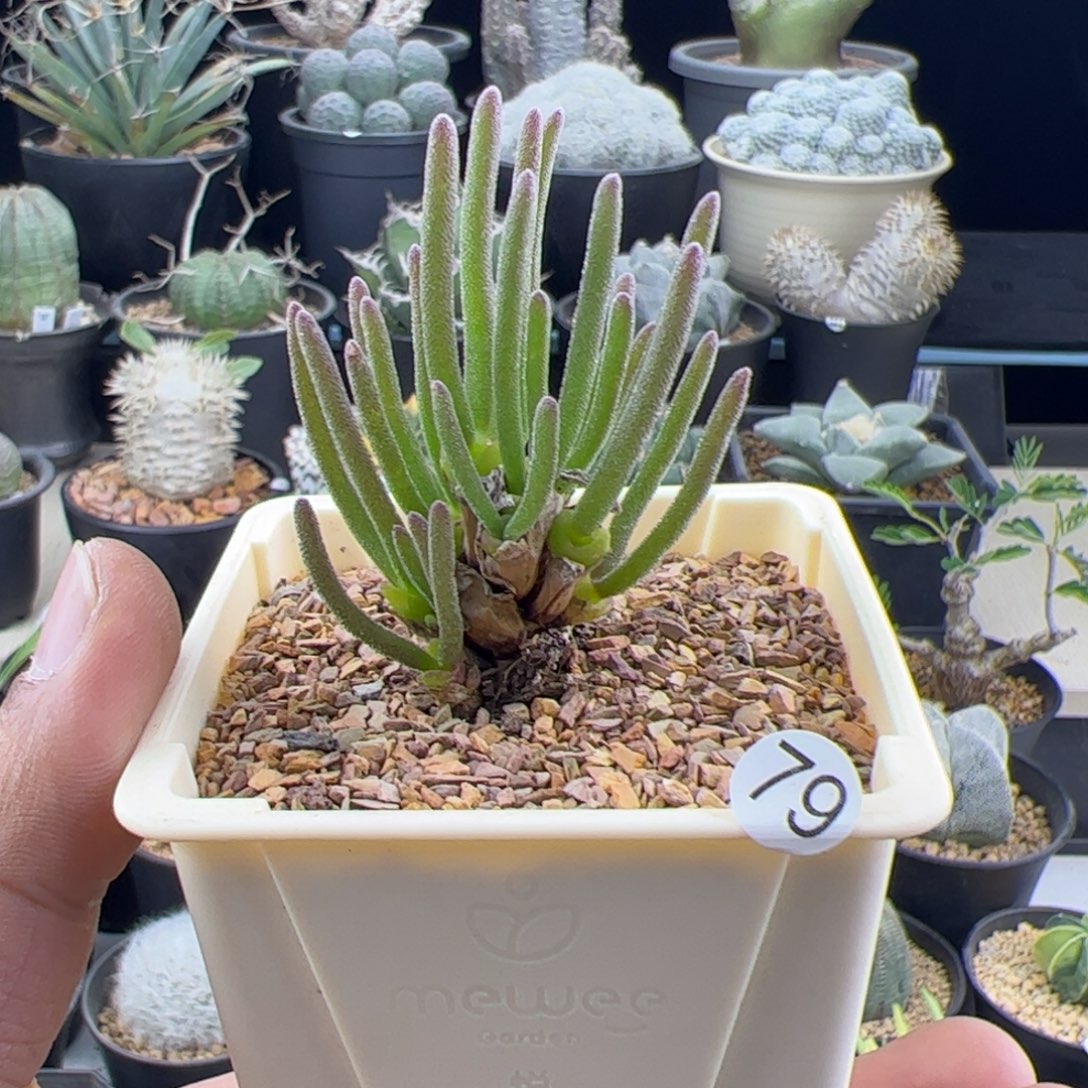 碧光环小兔子一物一拍