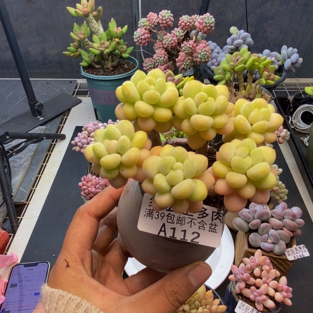 1****1117洛可可多肉7c m