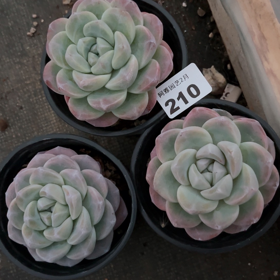 阿雅园艺。           210