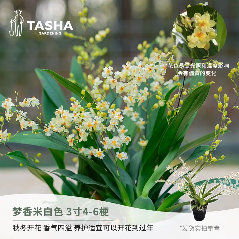 塔莎的花园文心兰3寸室内好养开花植物客厅懒人耐旱小花