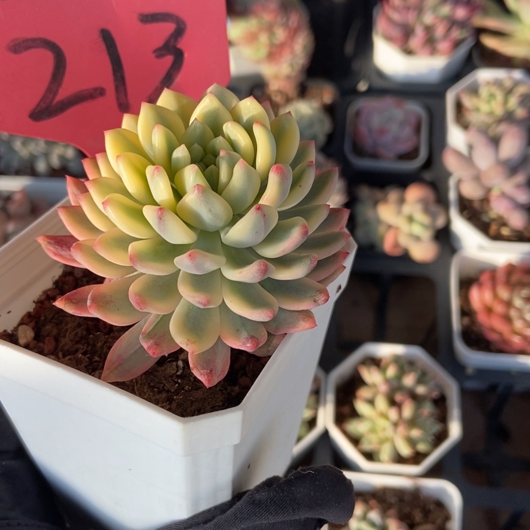 213蓝精灵锦多肉植物