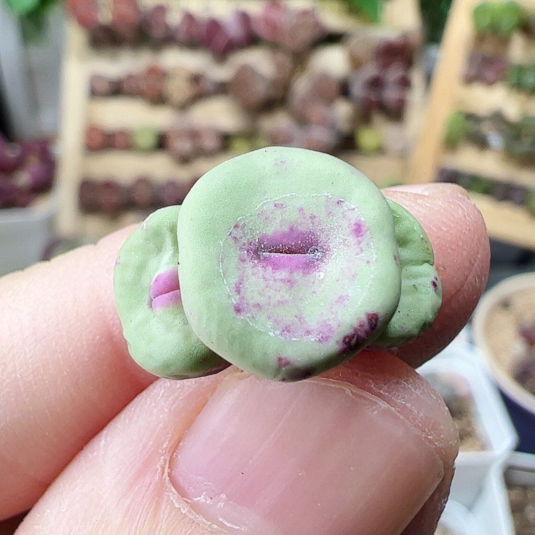 无花朵427/拿铁多肉植物馆