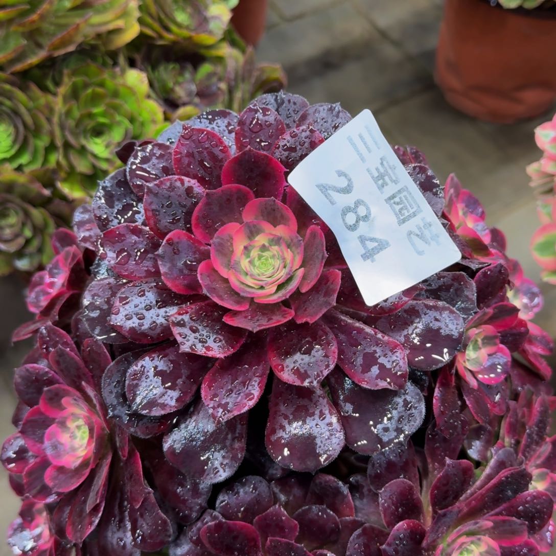 多肉植物284美杜莎