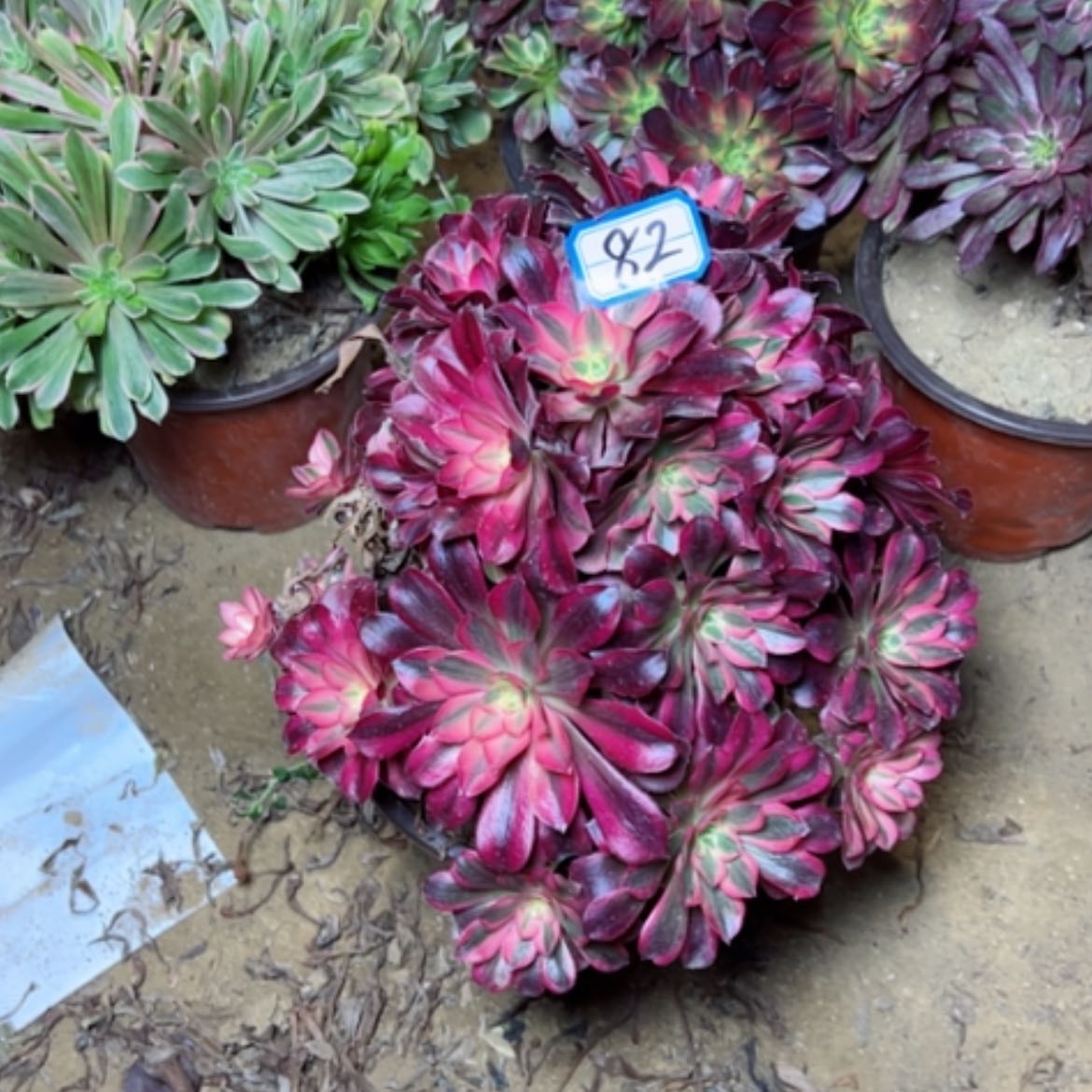 【闪购商品】多肉植物美杜莎82