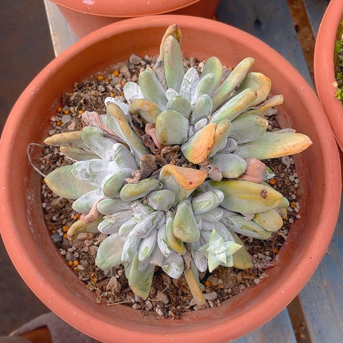 【闪购商品】拇指拇指