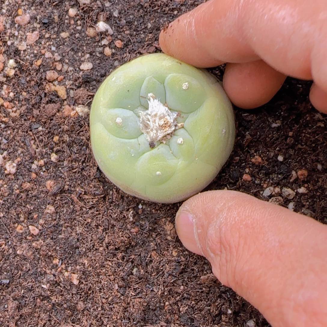 宝*块根植物块根植物