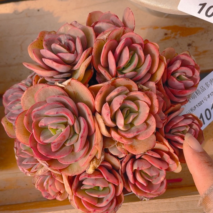 谢谢你的支持000001013