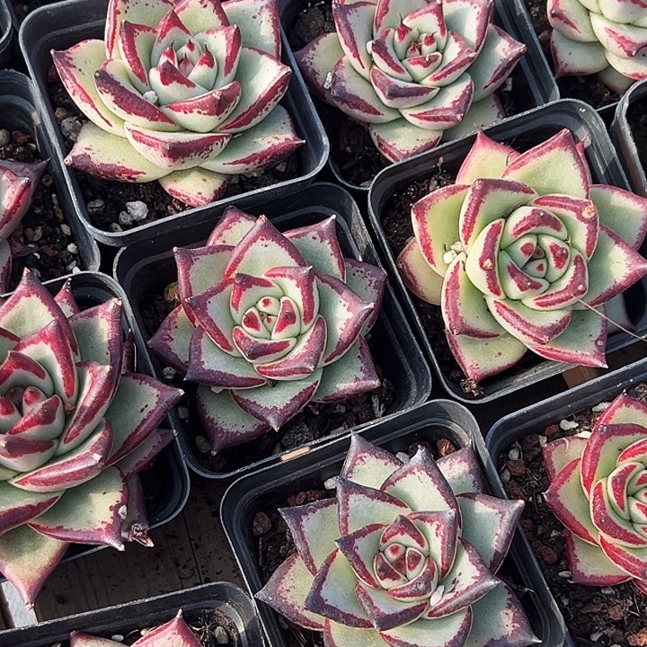    黑檀汁。   乌木