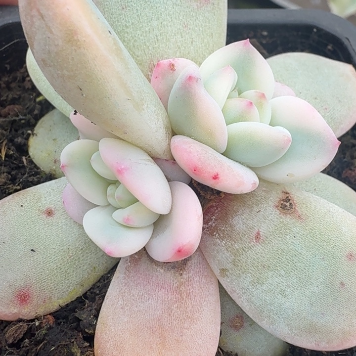一颗橙梦露颗腹轮锦