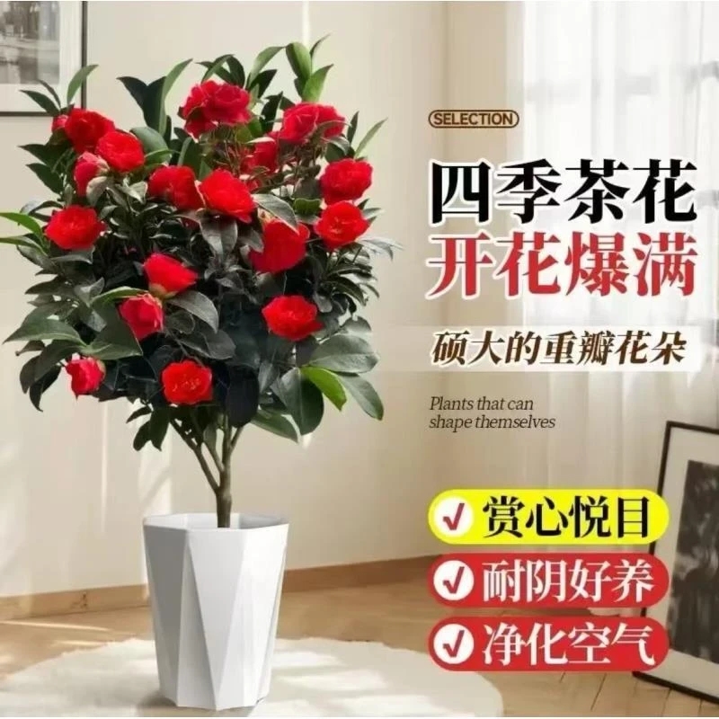 四季开花山茶花盆栽室内外好养耐寒适合新手种植