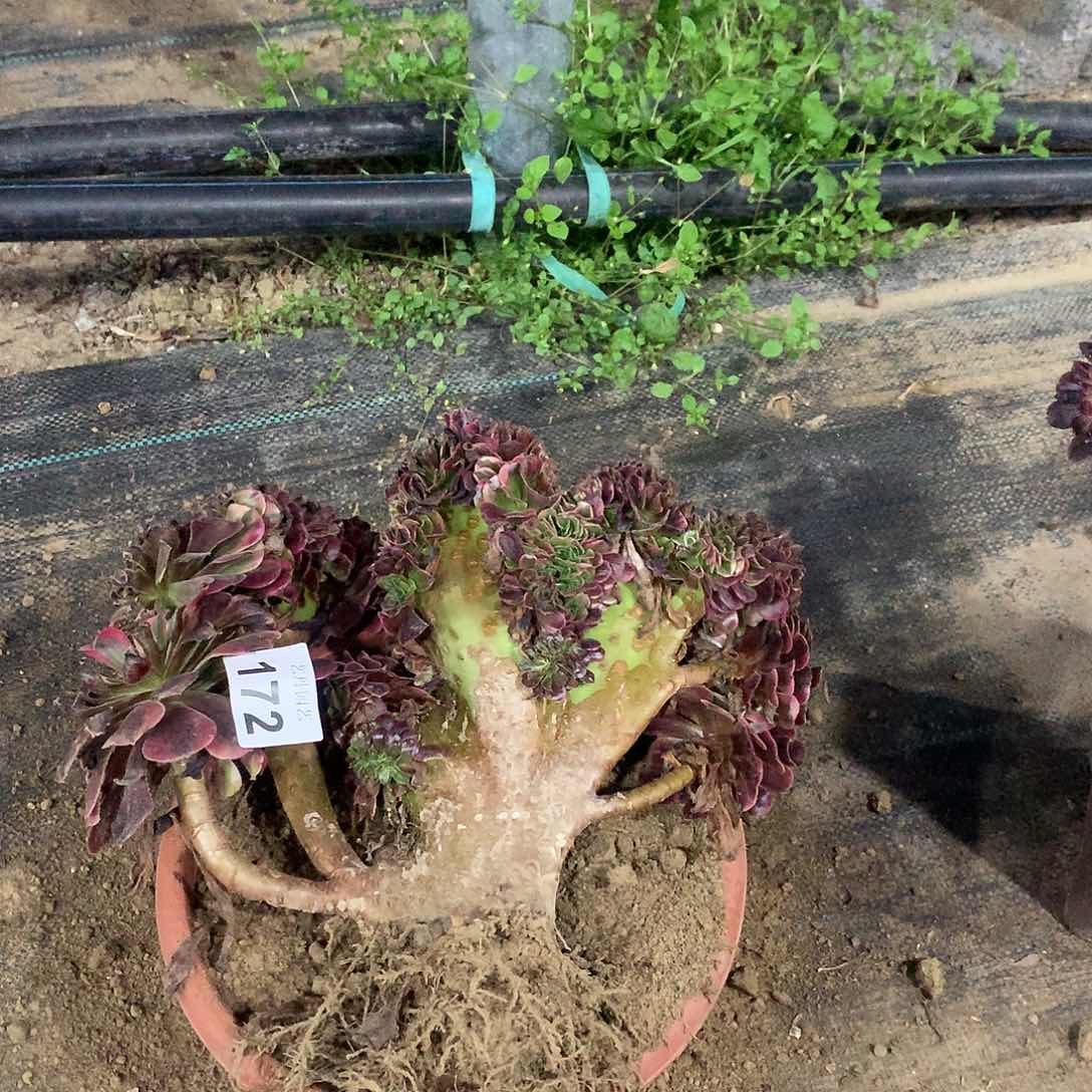 用****4172美杜莎缀化缀