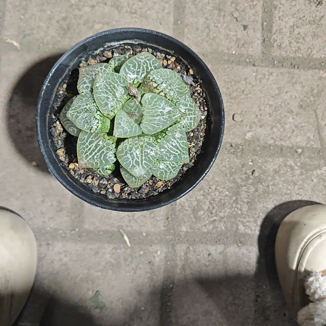 水晶康平一颗多肉植物